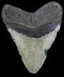 Megalodon Tooth - North Carolina #59201-2